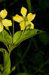 Fringed loosestrife